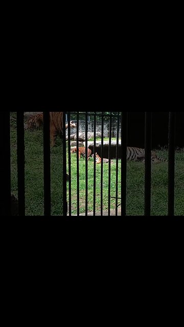 Tiger family bonding.🥰