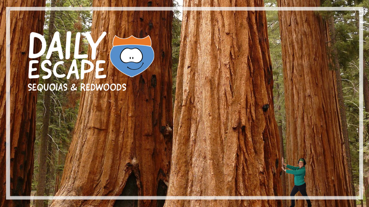 Daily Escape: Sequoias & Redwoods, by Oddball Escapes