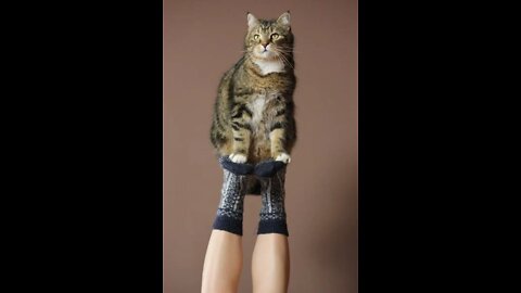 Cat bite their owner 😬😬🤣🤣 Funny animals videos 2022