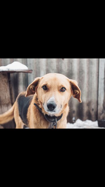 Charm Always Matter Funny Cats And Dogs Compilation. Funny Animals #226)