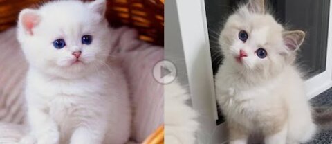 Funny cat Funny cat video