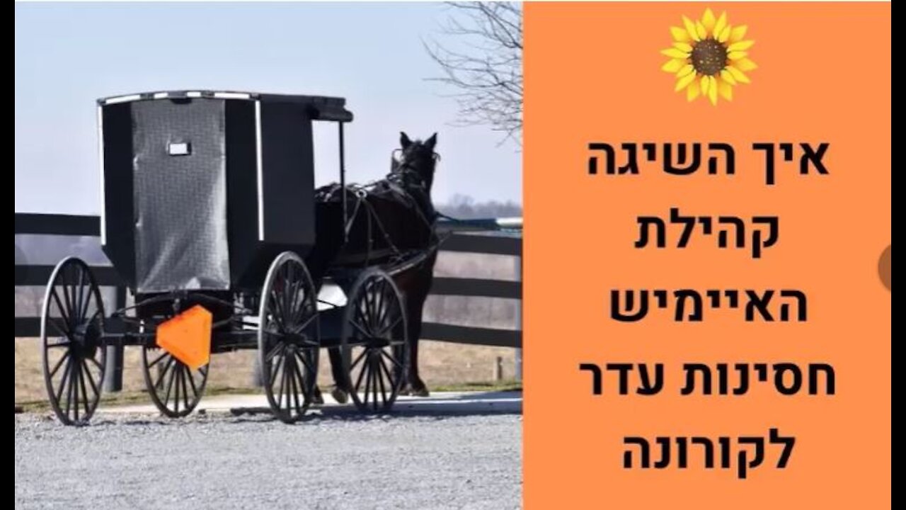 איך השיגה קהילת האיימיש חסינות עדר לקורונה?