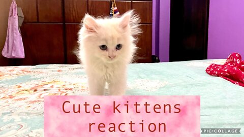 White Persian kitten | Doll face Persian cat | Funny cat reaction |