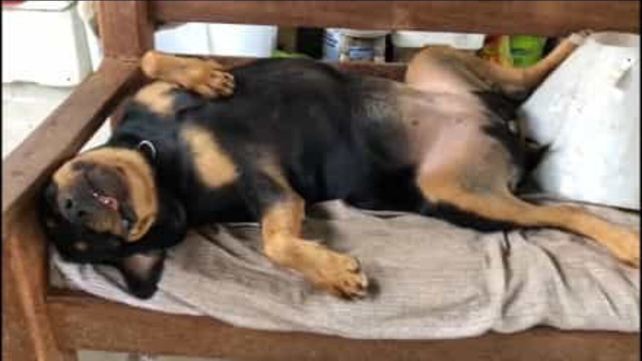 Naughty dog breaks plant pots and pretends to be asleep