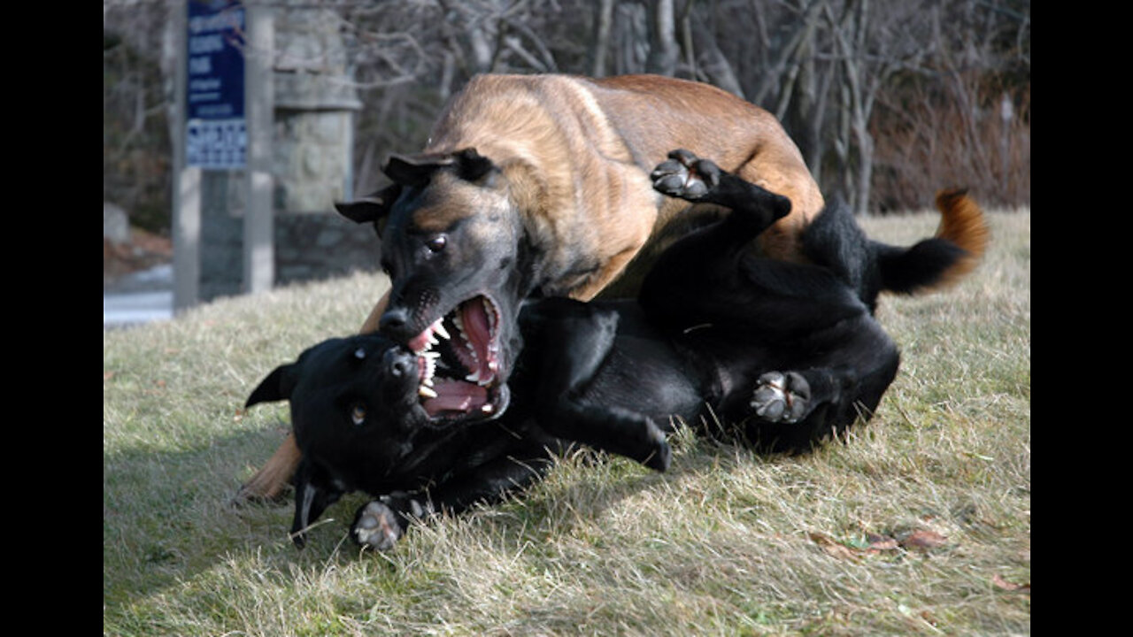 How To Make Your Dog Fully Aggressive % 100