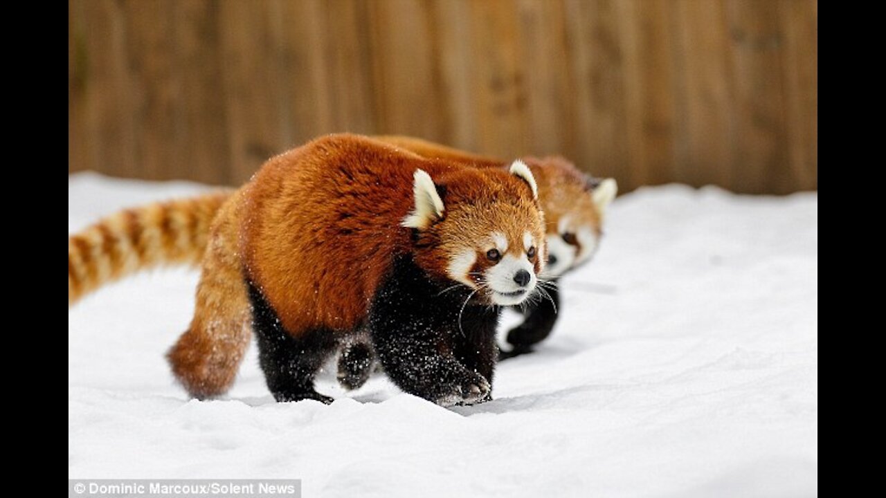 Adorable cute Red Panda