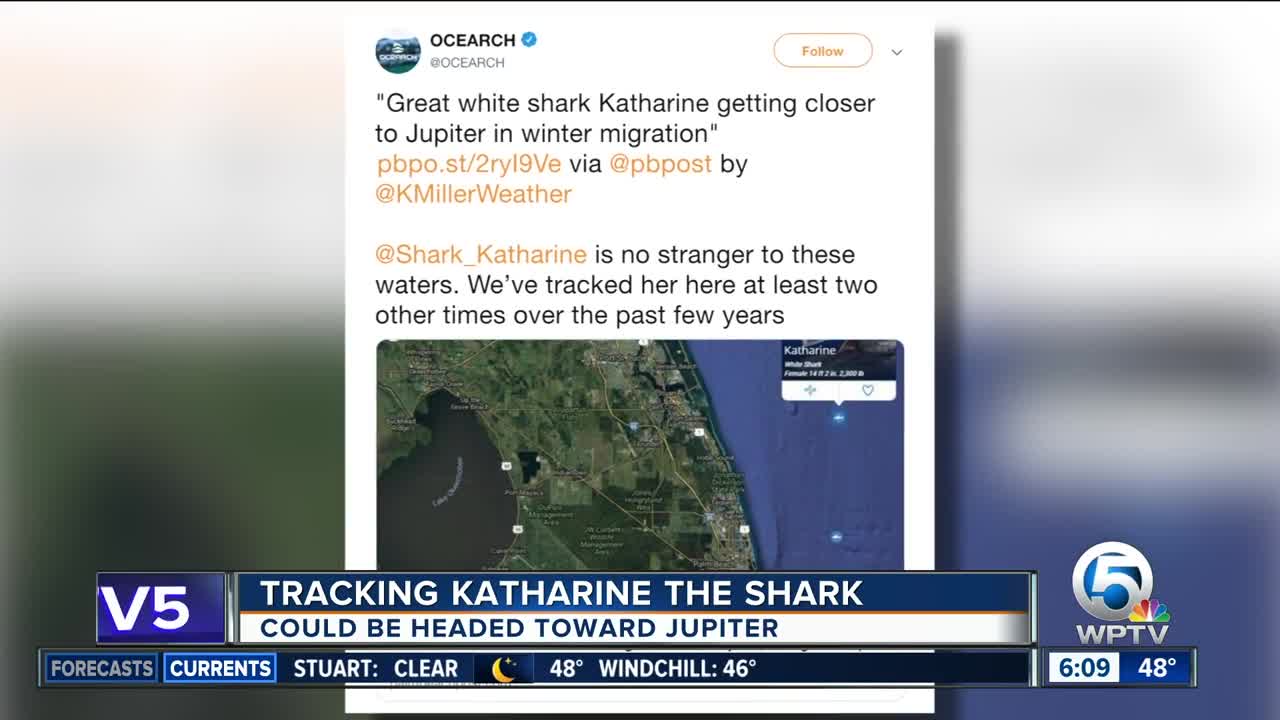 Katharine the great white shark returns to South Florida