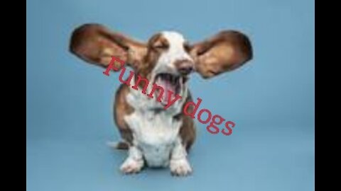 Cute little dogs funny moments 2021