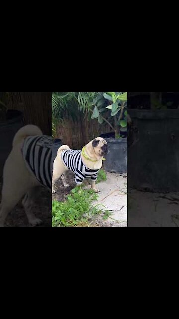 Beautiful pug - Funny puppy Cute ❤️️