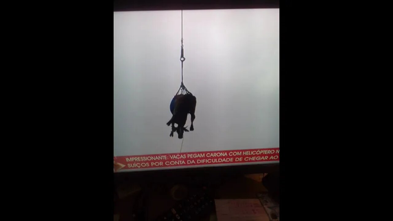 a vaca voando no helicoptero pt1 #shorts(2)