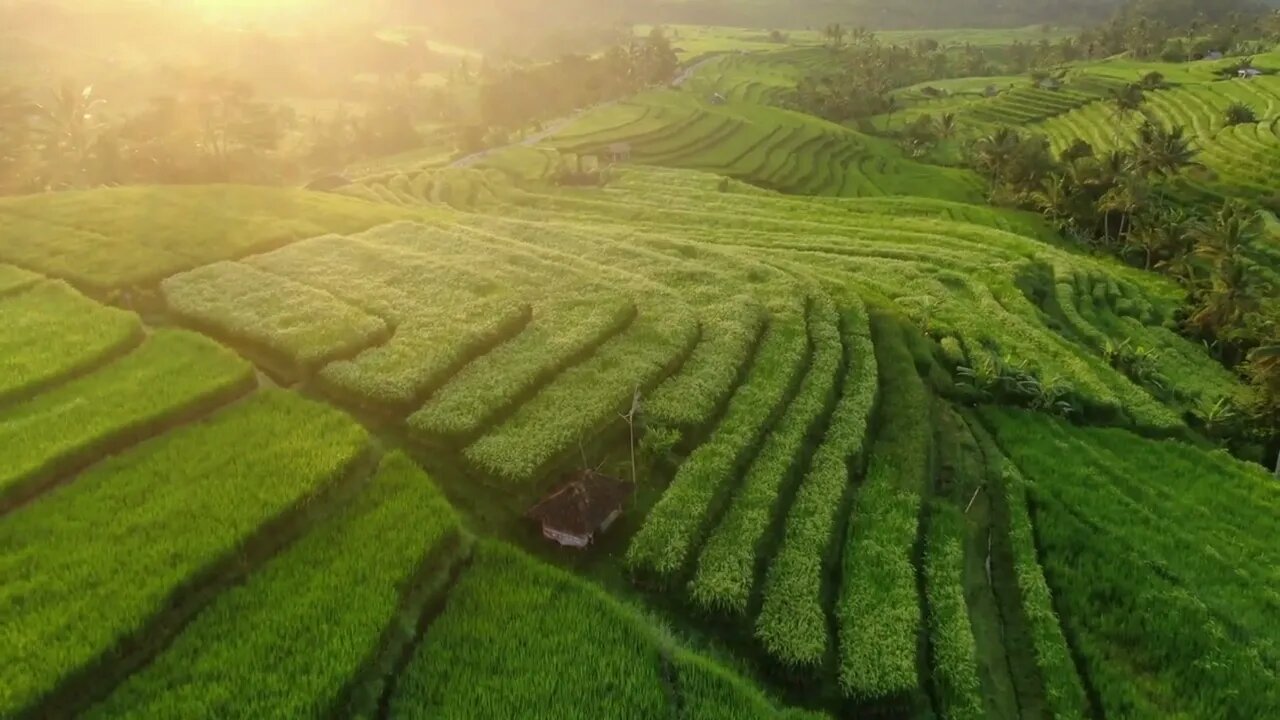 Drone Footage of Rice Fields on Trace