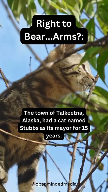 There are still good politicians out there 🐱