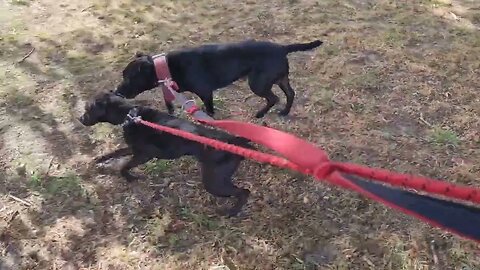 DOGWALKING what is in it for you/owner/boss/walker to gain?