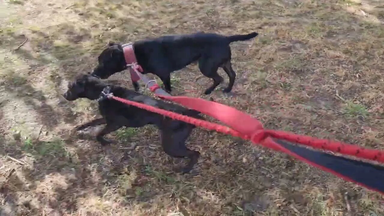 DOGWALKING what is in it for you/owner/boss/walker to gain?