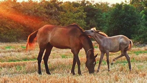 Two different horses were grazing