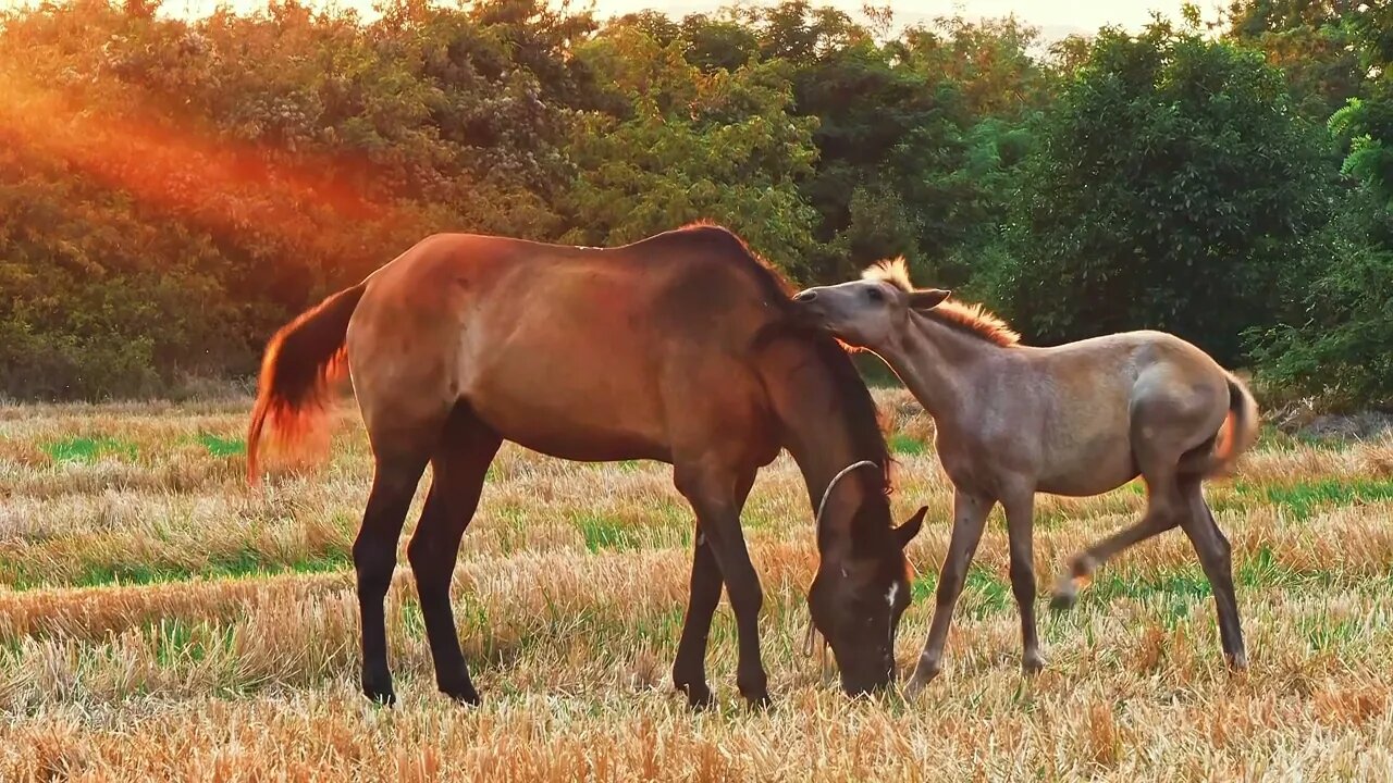 Two different horses were grazing