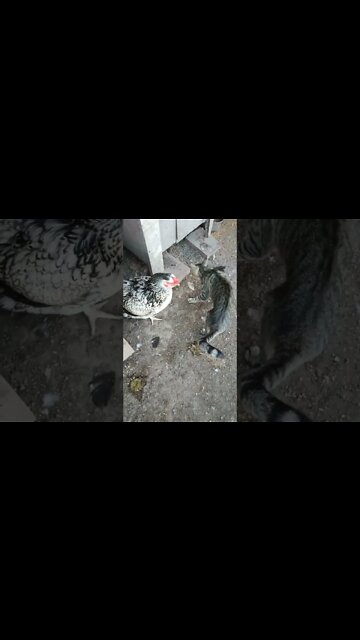 Good Morning Rhiannon Rusty and Skippy, Skippy is saying hello to the chickens