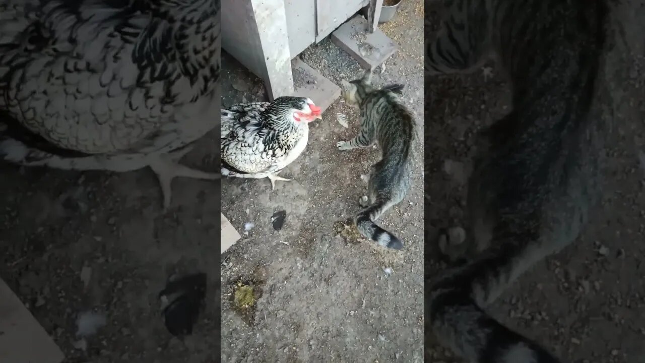 Good Morning Rhiannon Rusty and Skippy, Skippy is saying hello to the chickens