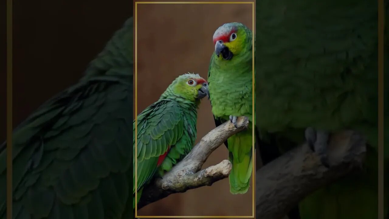 Can a Kangaroo and a Parrot Be Best Friends #shorts