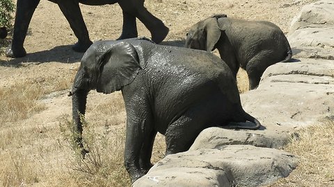 Two elephants casually sit down on a rock to enjoy a quick butt scratch