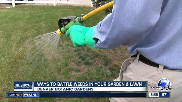 Ways to battle weeds in your garden and lawn