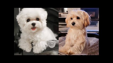 Cute and Funny Dogs Videos Compilation 2022_ -03-_#shorts