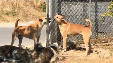 Já viu uma briga de cães cavalheiros?