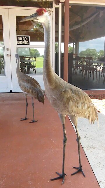 Sandhill Crane Fairwinds Golf Course
