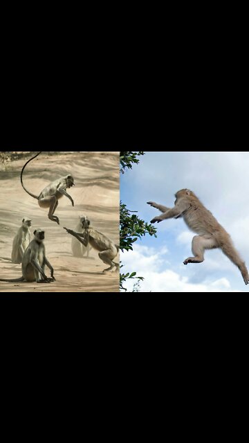 Pillar Monkey Dance.Viral video.