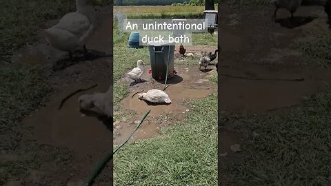 Woopsie! left the water on 😬 #farm #homestead #chicken #ducks #video #shorts #short #bath