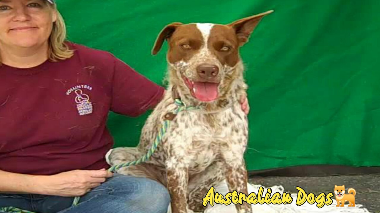 Australian Cattle Dog Mix Puppy very sweet dog🐶