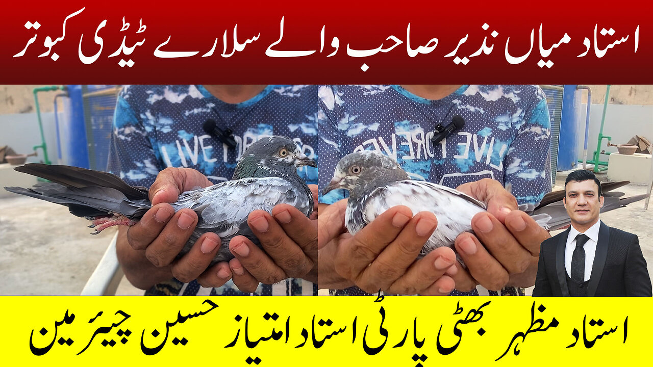 Ustad Mian Nazir Breeds Pigeons At Ustad Mazher Bhatti's Loft ( Chairman Party ) Watch In HD Urdu