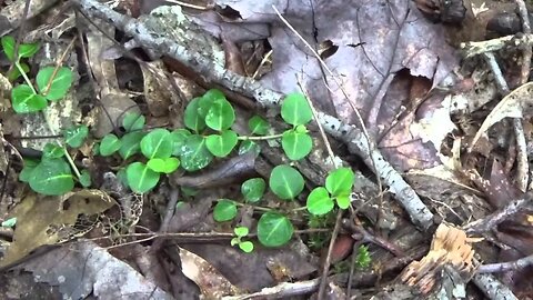 Partridge Berry Or Squaw Berry A Special Wild Edible