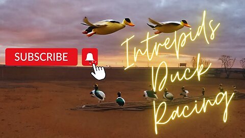 Live Duck Race # | Thurs 29th June 11am Adelaide Time | Intrepids