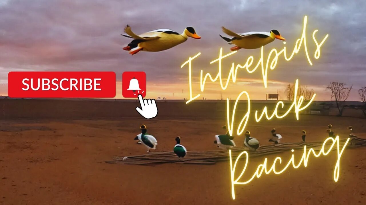 Live Duck Race # | Thurs 29th June 11am Adelaide Time | Intrepids