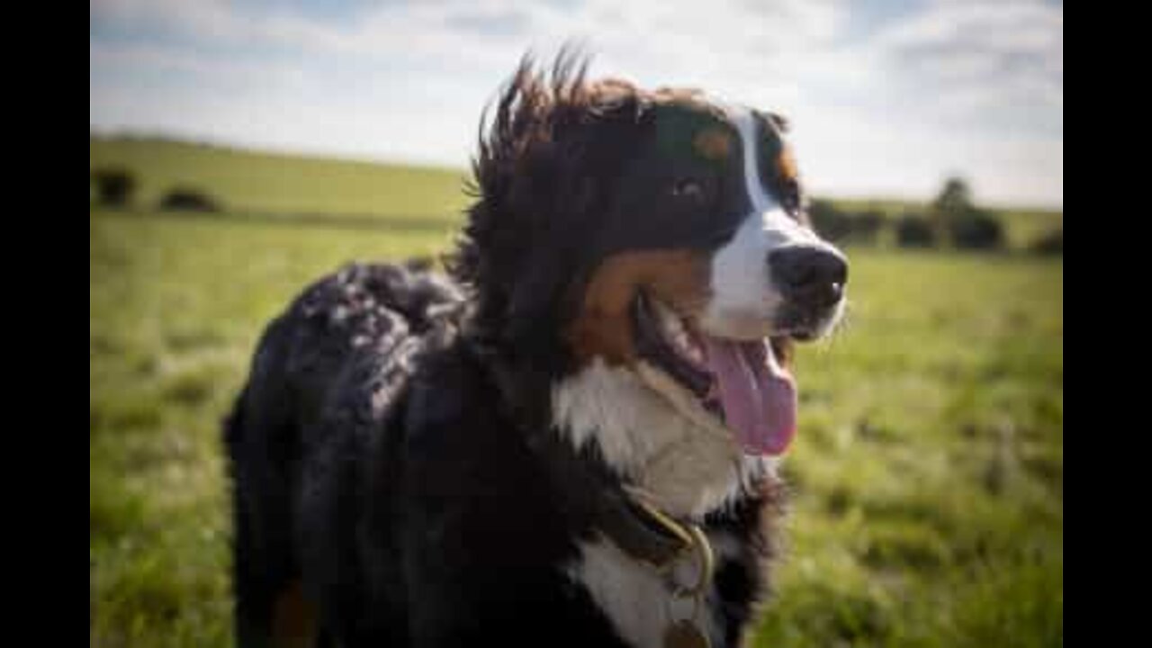 Ter paciência é bastante complicado para este energético cão!