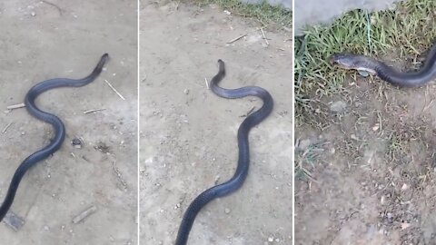 Dangerous Snake Came in a Street