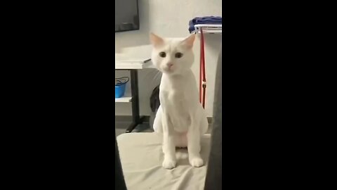 Cat dance with her best song #cat #funnycat