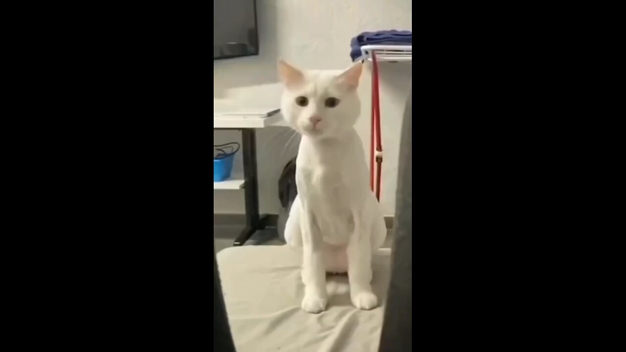 Cat dance with her best song #cat #funnycat