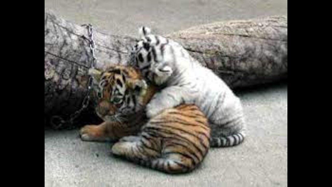 SURPRISING BESTFRIEND WITH BABY TIGERS!!