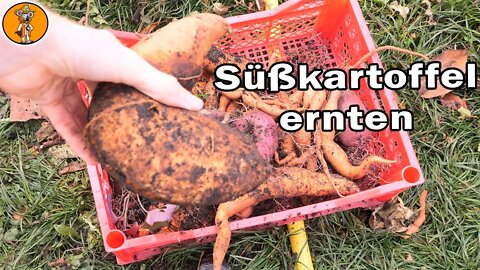 Ertragreiche Süßkartoffeln trotz Trockenheit? | Süßkartoffel anbauen & vermehren