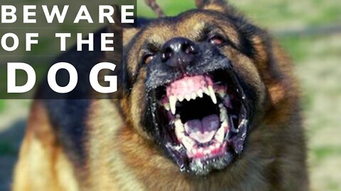 See how NO to make your dog aggressive instantly with a few simple tips