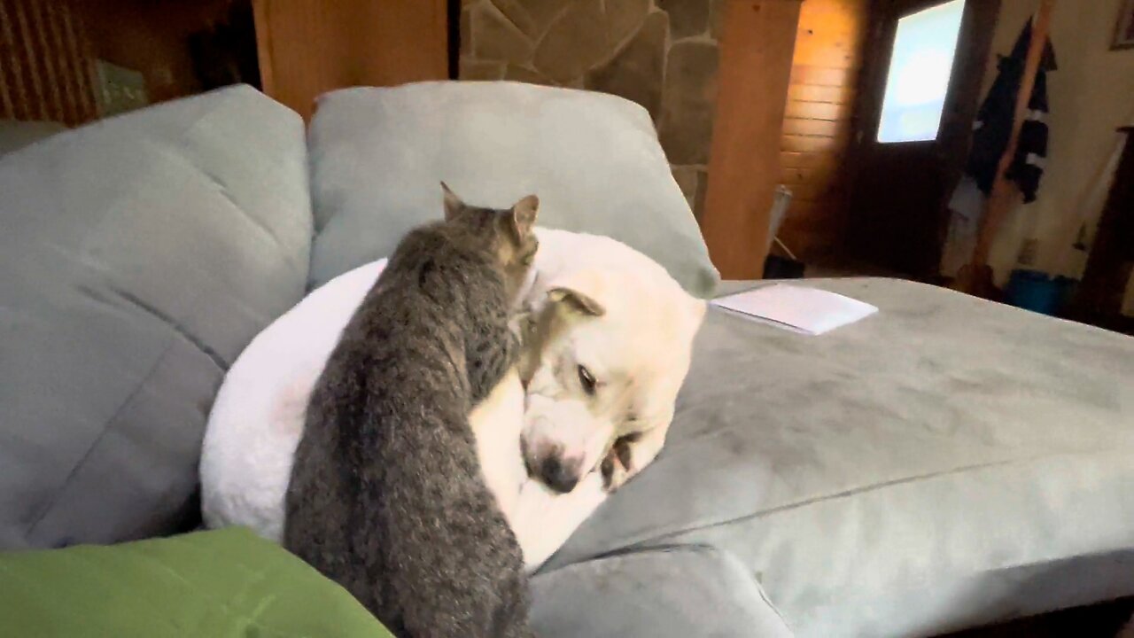 Cat massage his dog friend