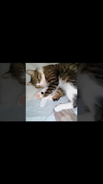 I Am Not Allowed to Touch the Cat Belly #shorts