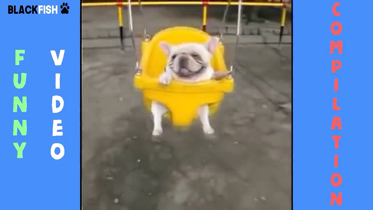 (IMPOSSIBLE) TRY NOT TO LAUGH - FUNNY ANIMAL COMPILATION