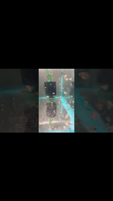 🤩 super duper red 🤩