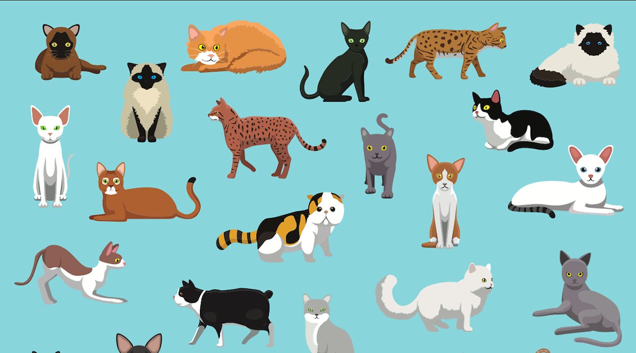 ALL THE BREEDS OF CATS