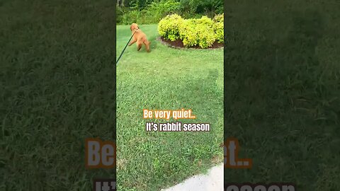 Rabbit Season