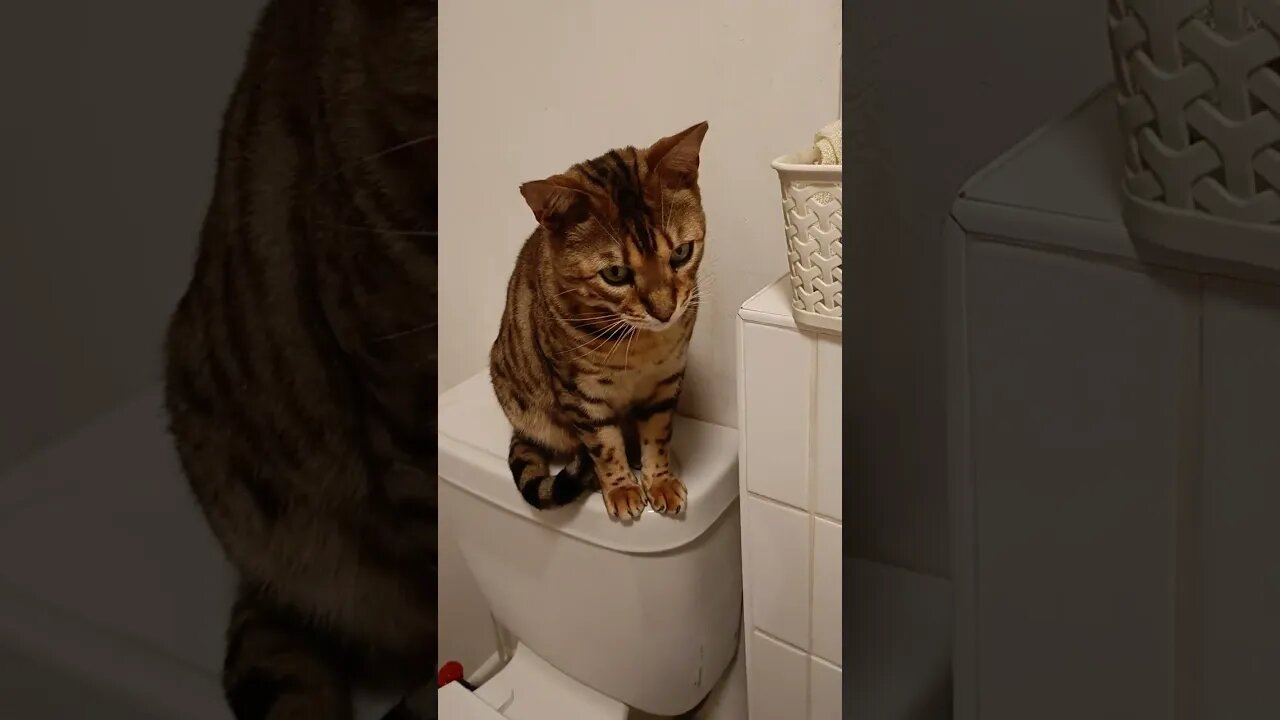 Bedford hanging out in the bathroom 🚽🐆😹