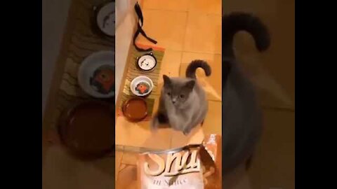 Funny Cat. The cat asks for food. Videos 2021